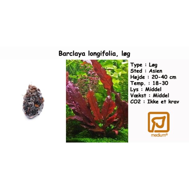 Barclaya longifolia, l�g