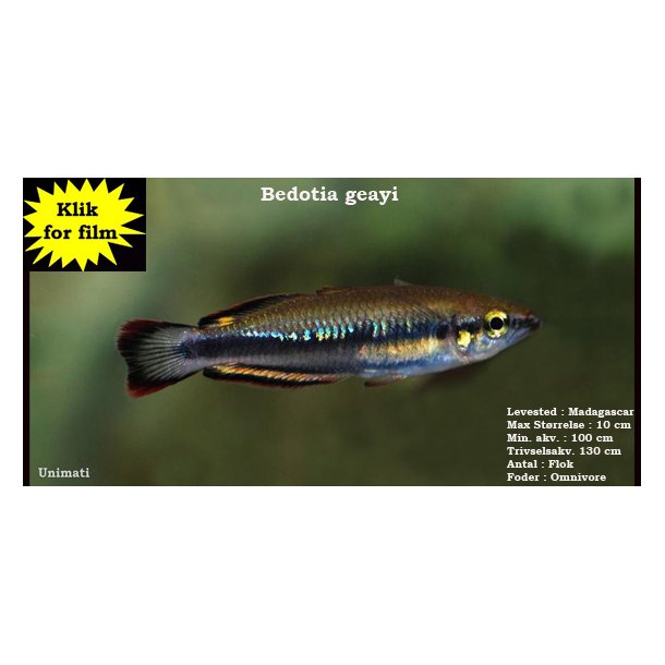 Bedotia geayi - Madagascar regnbuefisk