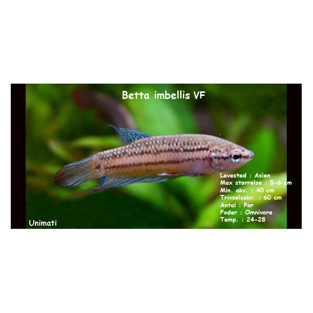 Betta imbellis VF