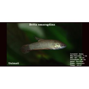 Betta smaragdina - KUN HANNER