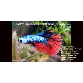 Betta splendens 