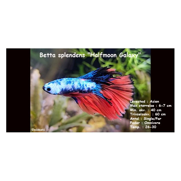 Betta splendens "Halfmoon Galaxy" - han