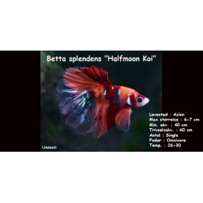 Betta splendens 