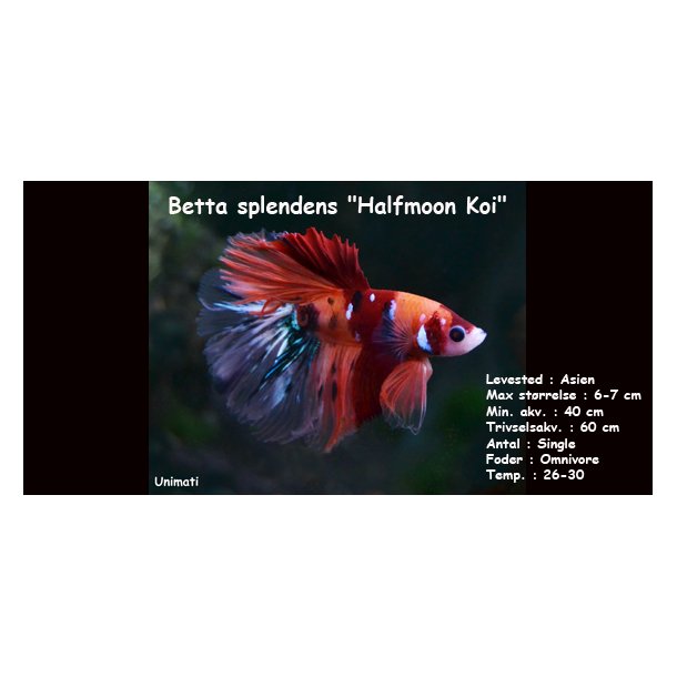 Betta splendens "Halfmoon Koi" - Han