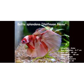 Betta splendens 