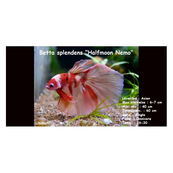Betta splendens "Halfmoon Nemo" - han