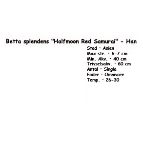 Betta splendens 