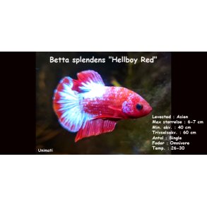 Betta splendens 