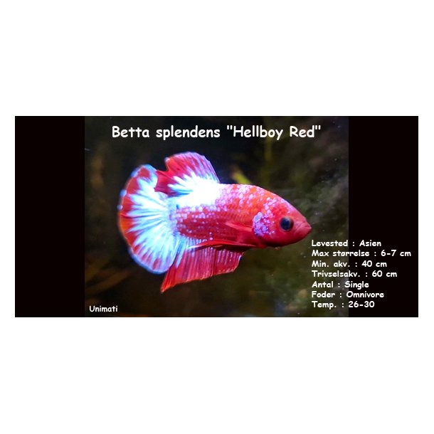 Betta splendens "Hellboy Red" - Han