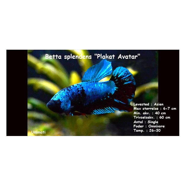Betta splendens "Plakat Avatar" - han