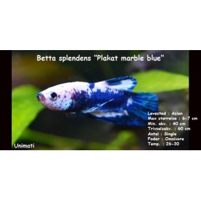 Betta splendens 