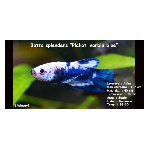Betta splendens "Plakat marble blue" - han