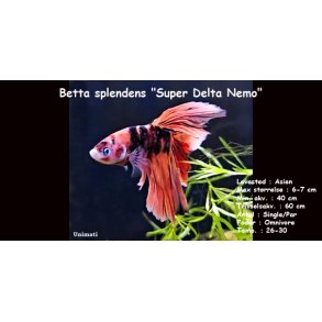 Betta splendens 