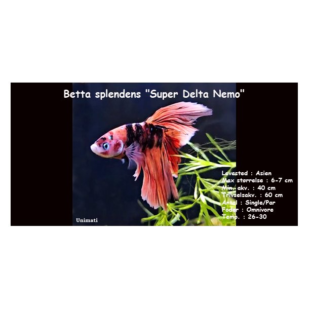 Betta splendens "Super delta Nemo" - Han