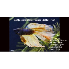 Betta splendens 