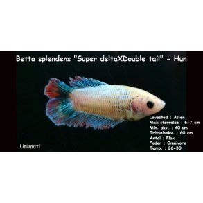 Betta splendens 