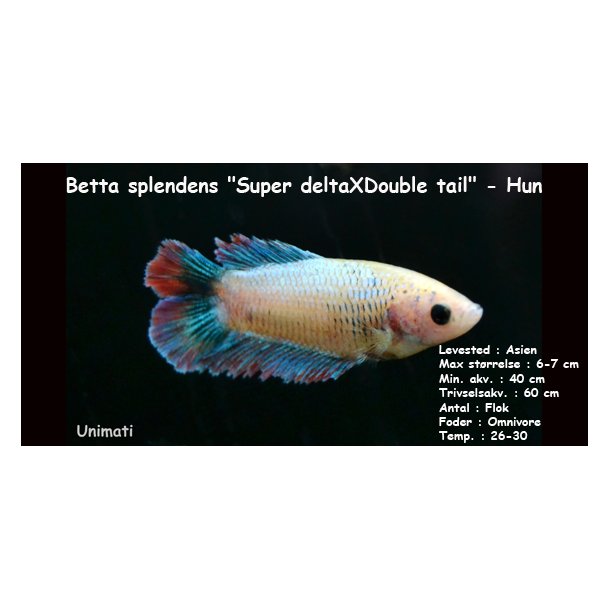 Betta splendens "Super deltaXDouble tail" - hun
