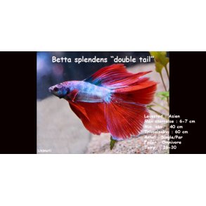 Betta splendens 
