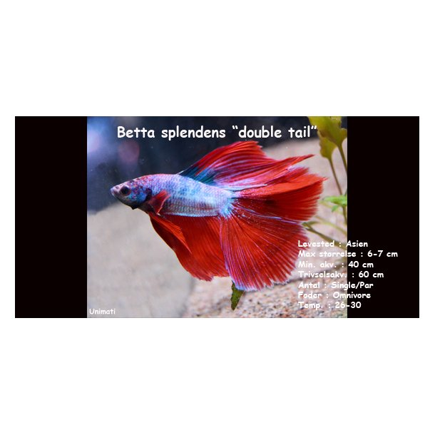 Betta splendens "double tail" - han