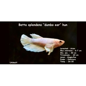 Betta splendens 