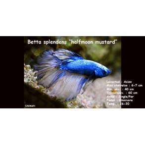 Betta splendens 