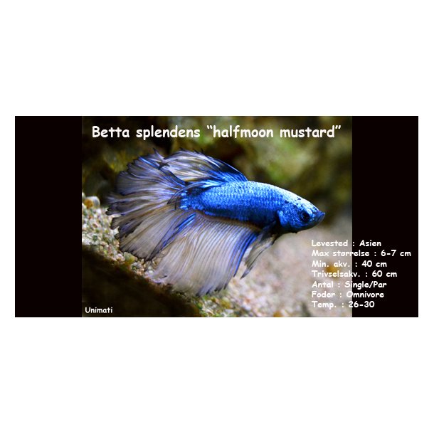 Betta splendens "halfmoon mustard" han