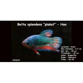 Betta splendens 