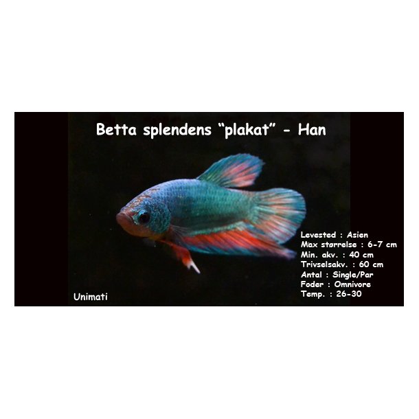 Betta splendens "plakat" han