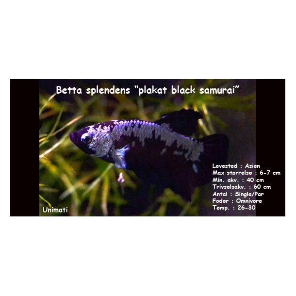 Betta splendens "plakat black samurai" - Han