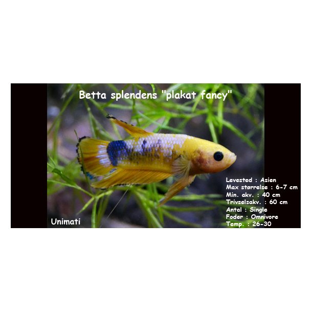 Betta splendens "plakat fancy" han