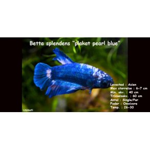 Betta splendens 