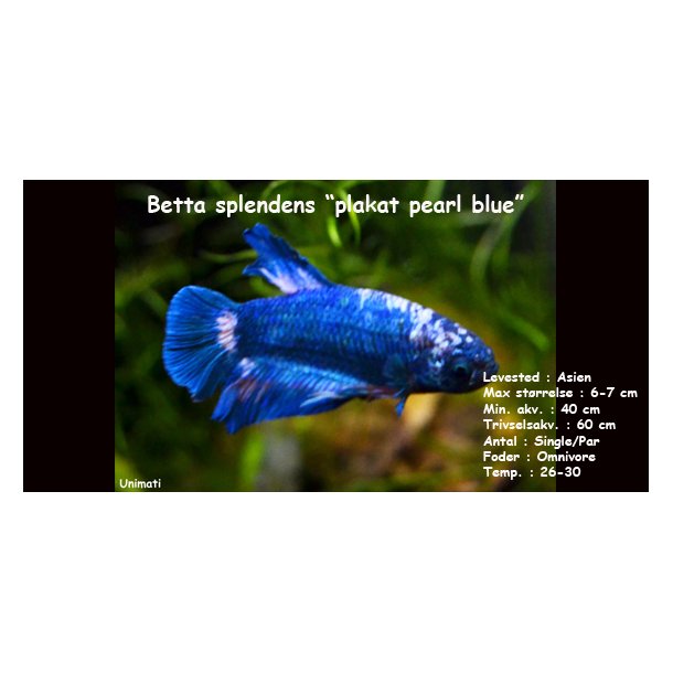 Betta splendens "plakat pearl blue" - han