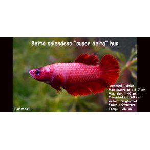 Betta splendens 