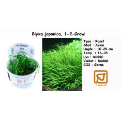 Blyxa japonica, 1-2-Grow! 