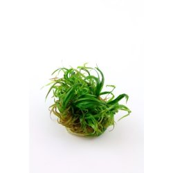 Blyxa japonica, 1-2-Grow! 