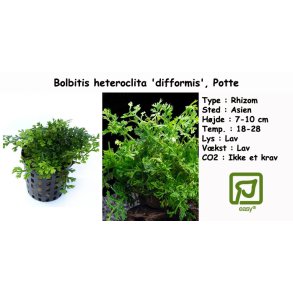 Bolbitis heteroclita 'difformis', Potte