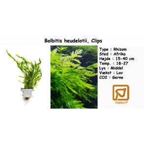Bolbitis heudelotii, Clips