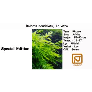 Bolbitis heudelotii, in vitro