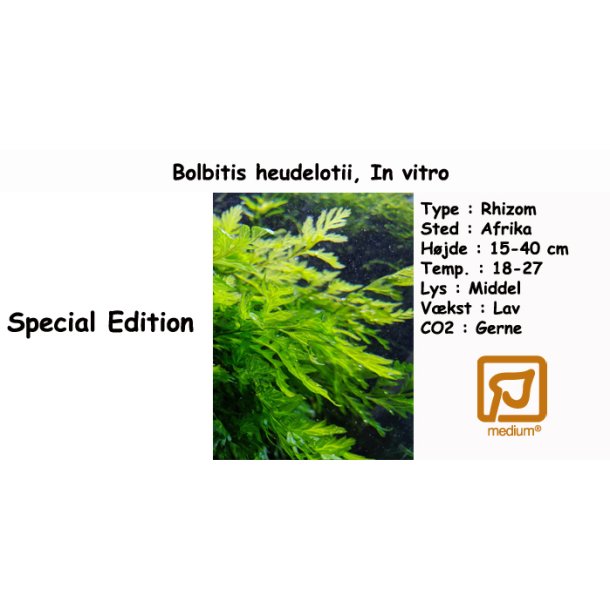 Bolbitis heudelotii, in vitro