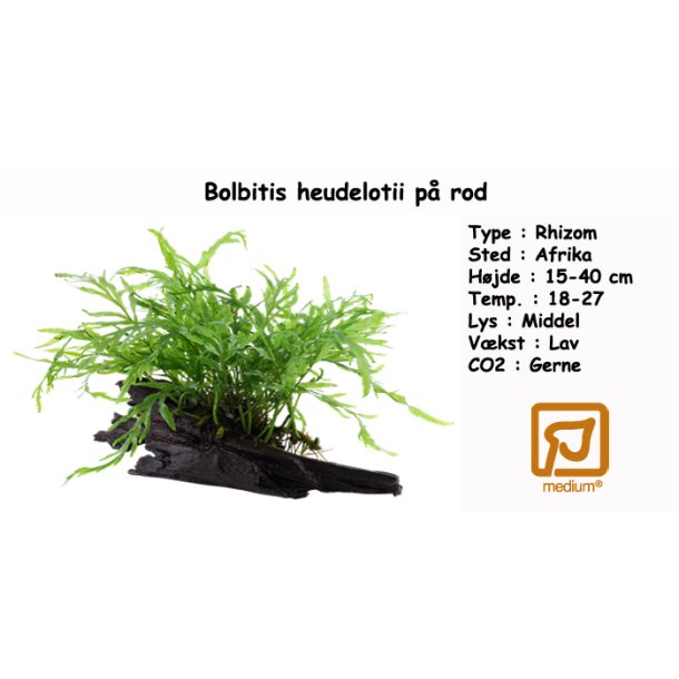 Bolbitis heudelotii p rod