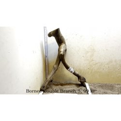 Borneo Double Branch Small-Large (WYSIWYG)