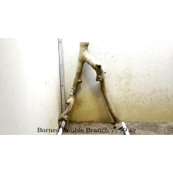 Borneo Double Branch Small-Large (WYSIWYG)