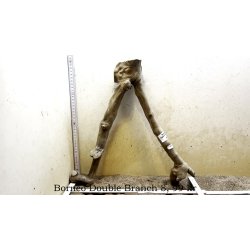 Borneo Double Branch Small-Large (WYSIWYG)