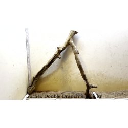 Borneo Double Branch Small-Large (WYSIWYG)