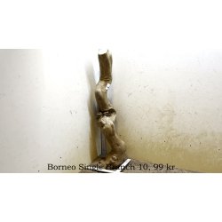 Borneo Single Branch Small-Large (WYSIWYG)