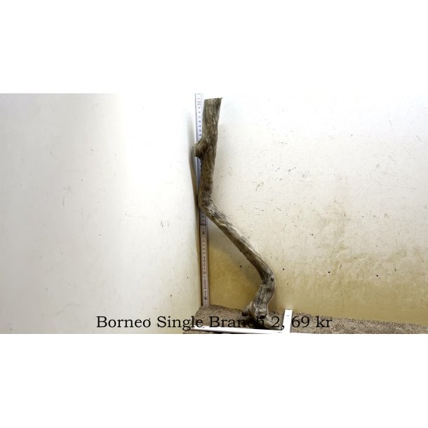 Borneo Single Branch Small-Large (WYSIWYG)
