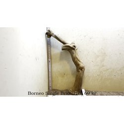 Borneo Single Branch Small-Large (WYSIWYG)
