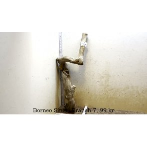 Borneo Single Branch Small-Large (WYSIWYG)