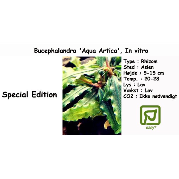 Bucephalandra 'Aqua Artica', In vitro