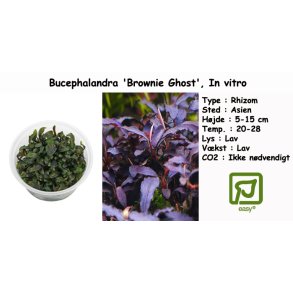 Bucephalandra 'Brownie Ghost', In vitro
